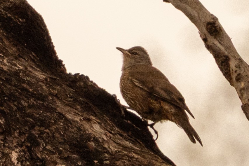 brunbarkkryper - ML645699799