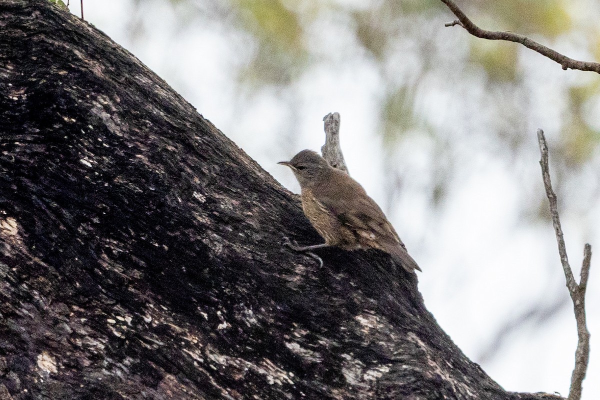 brunbarkkryper - ML645699800