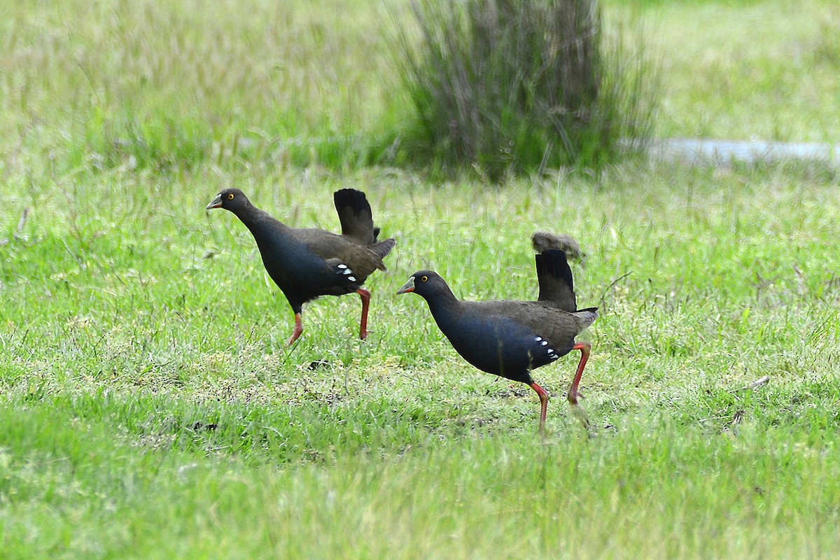 vandresivhøne - ML645699801