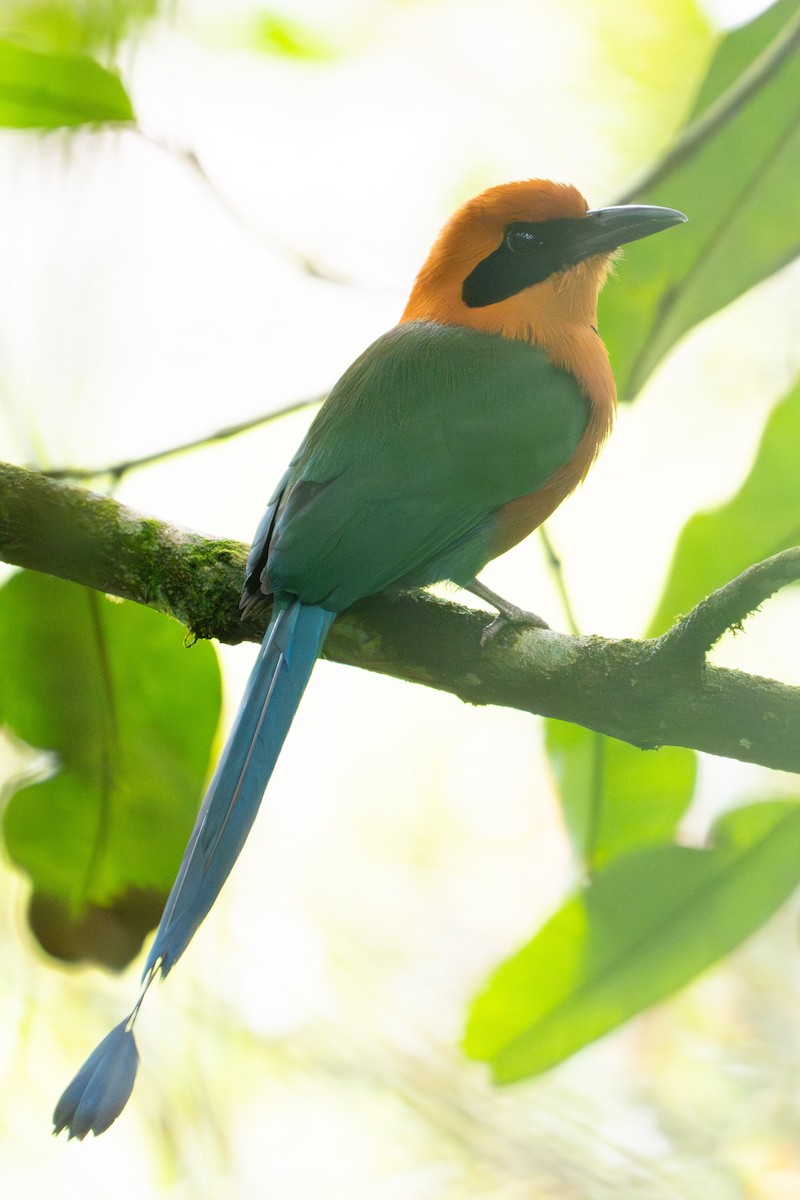kanelmotmot - ML645699803