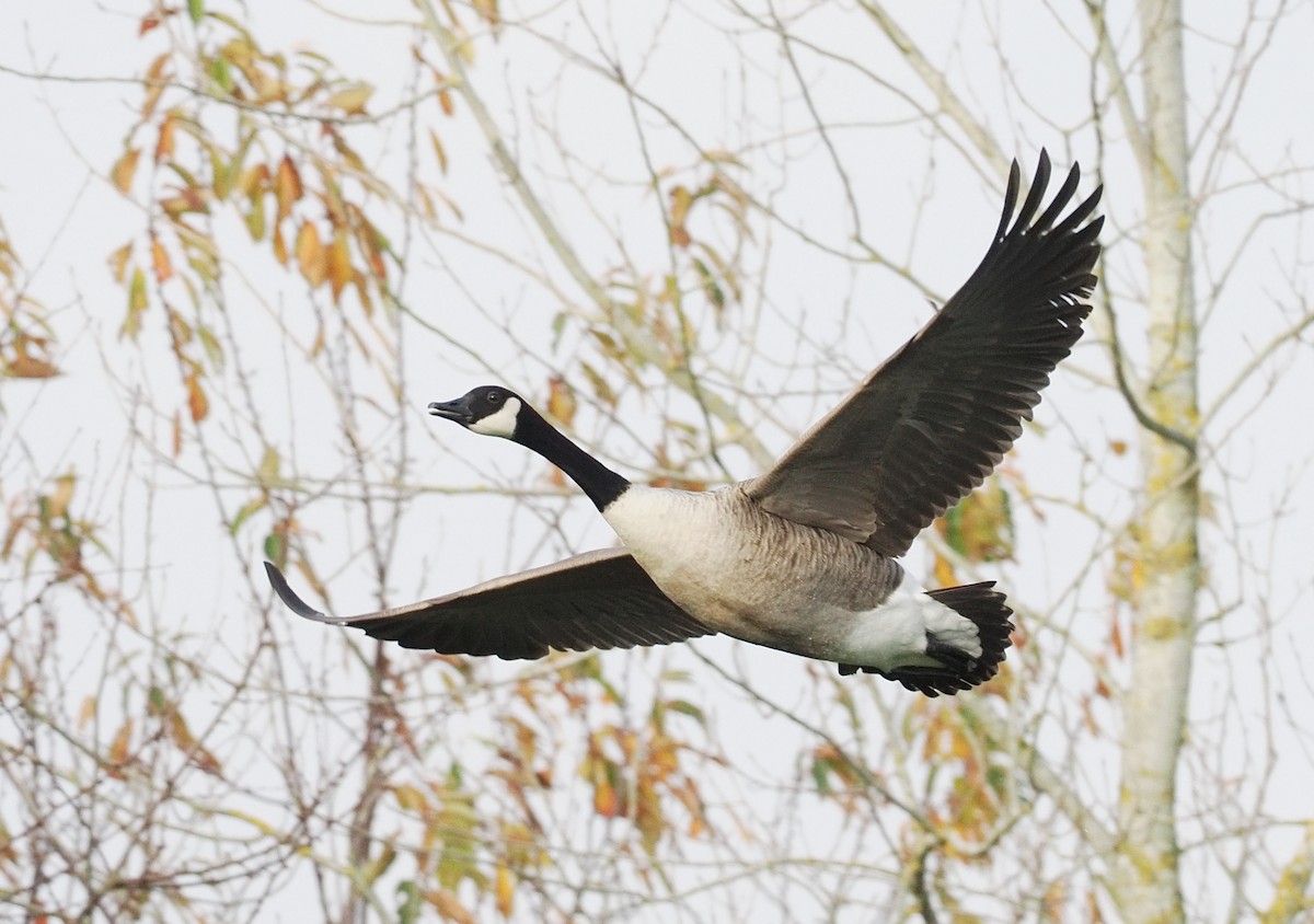 kanadagås - ML645699804