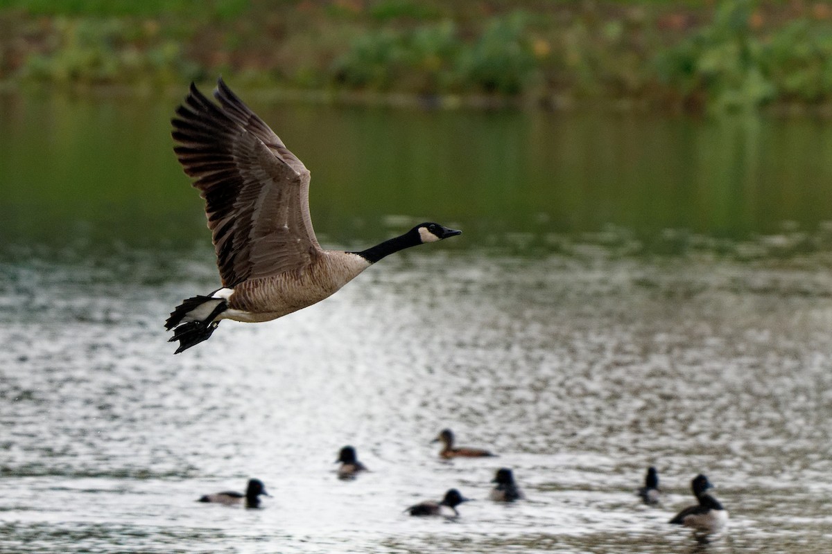 kanadagås - ML645699805