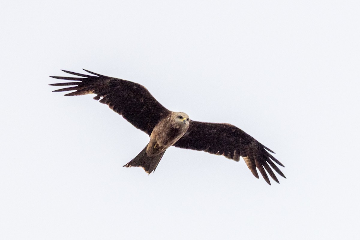 svartglente - ML645699806