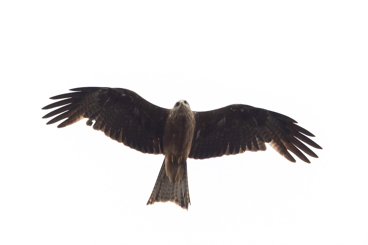 svartglente - ML645699808