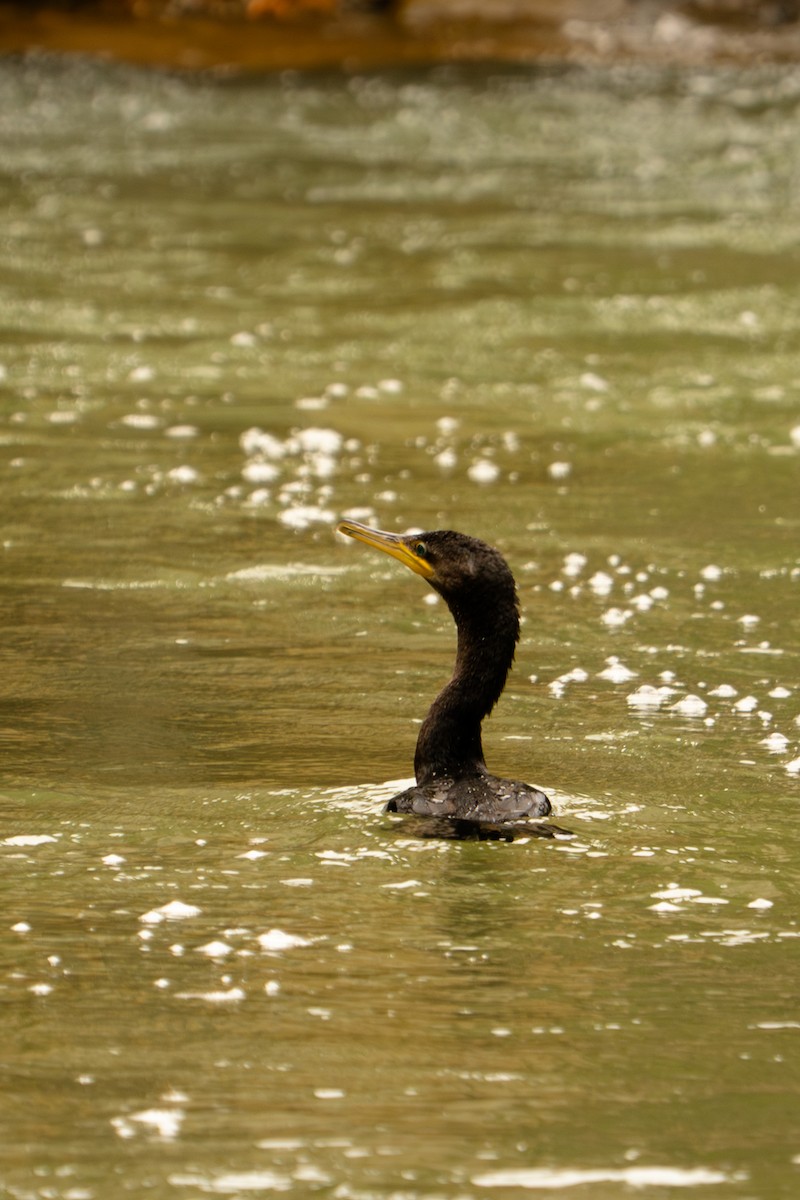 flodskarv - ML645699809