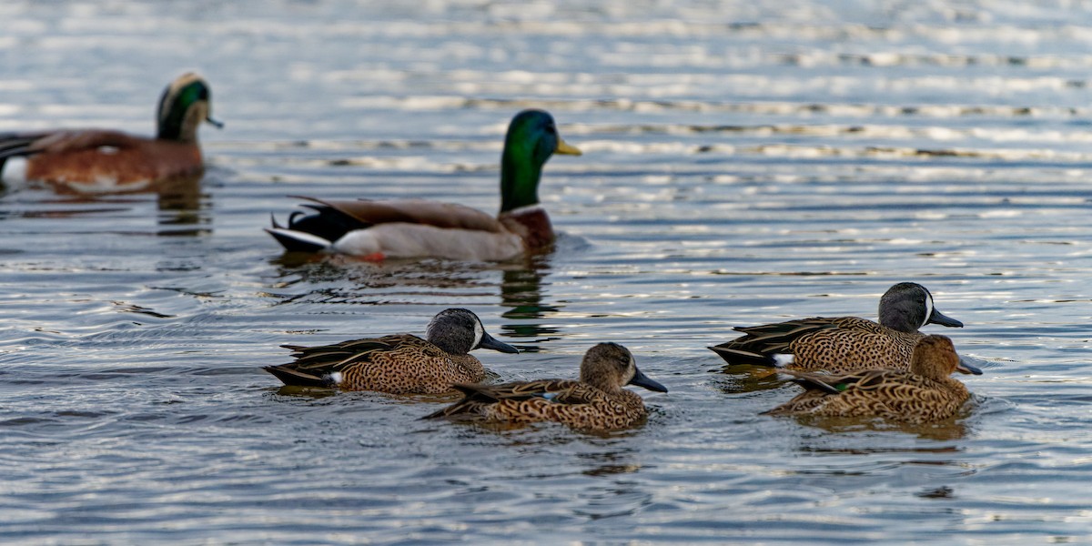 blåvingeand - ML645699811