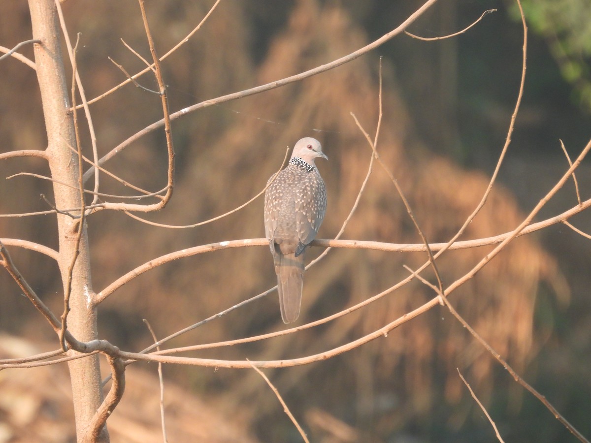 perlekragedue - ML645699814