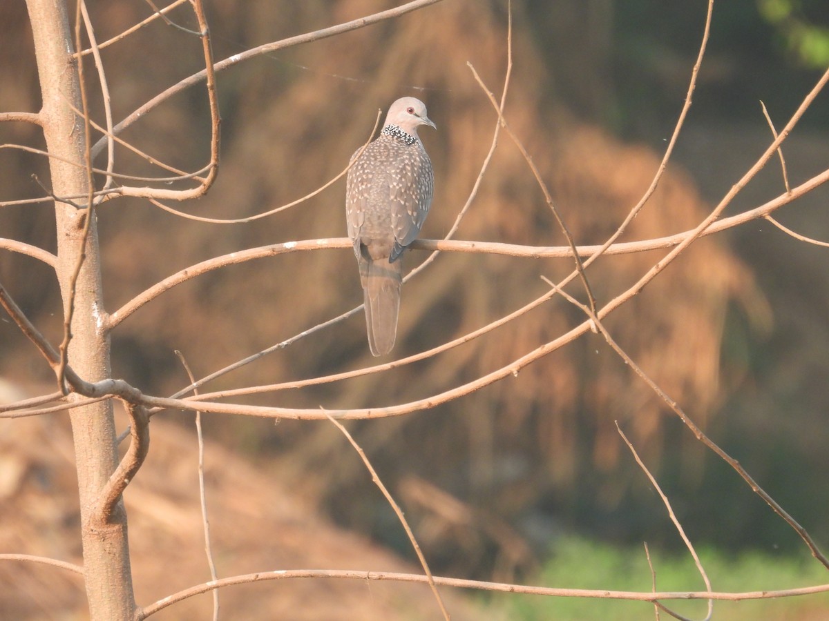 perlekragedue - ML645699815