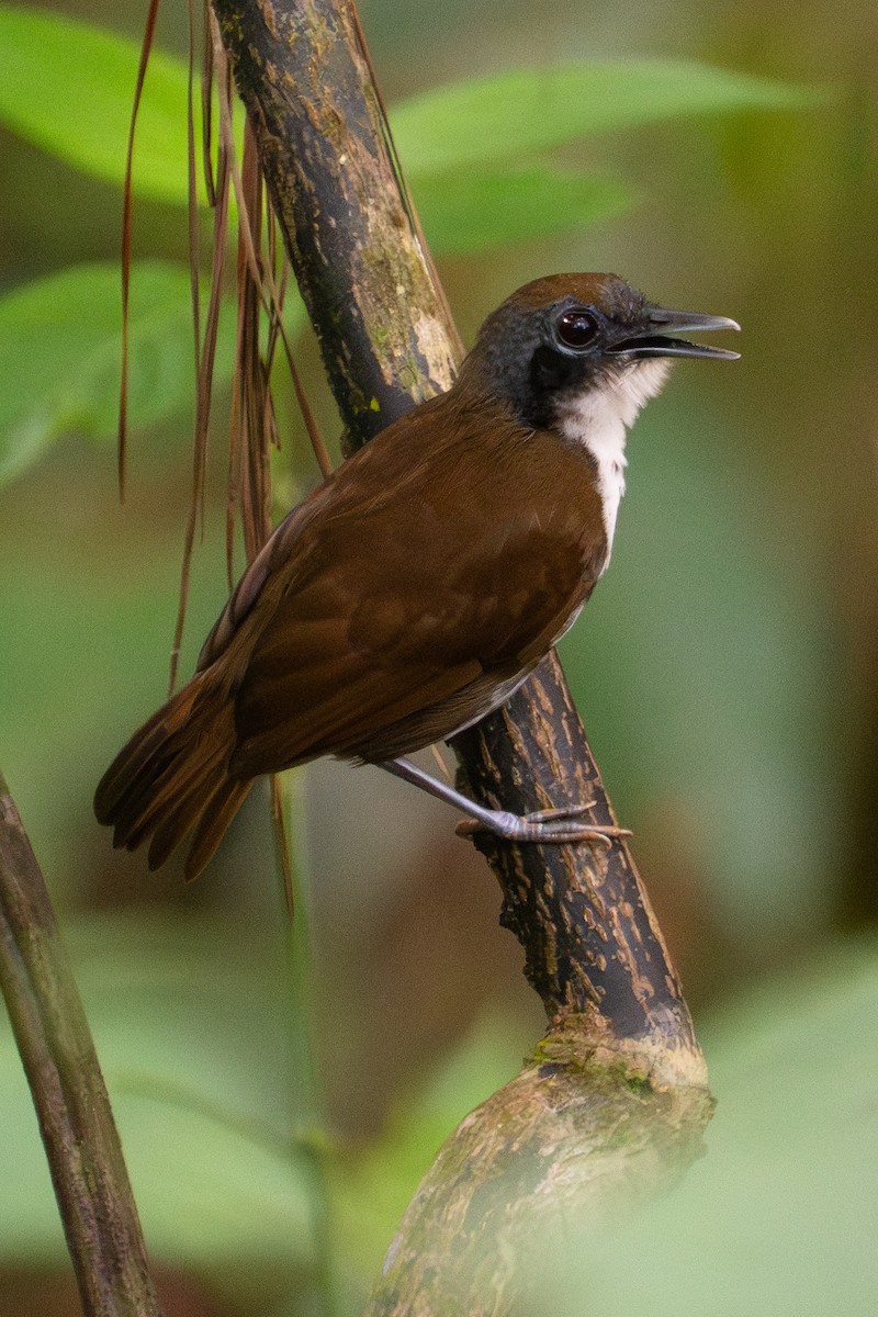 brunflankemaurvokter - ML645699816