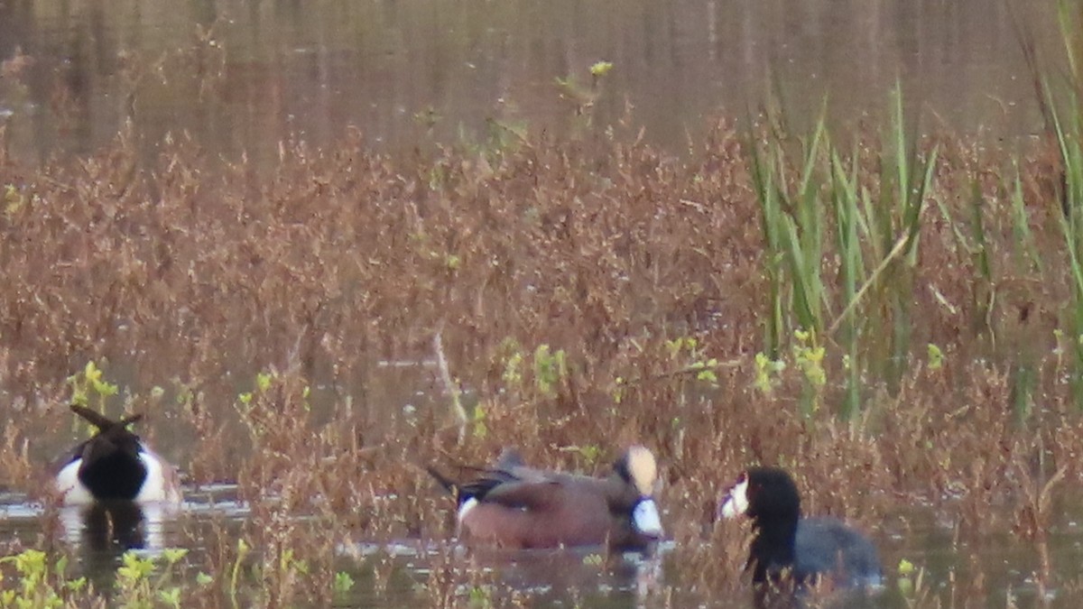 amerikablesand - ML645699817