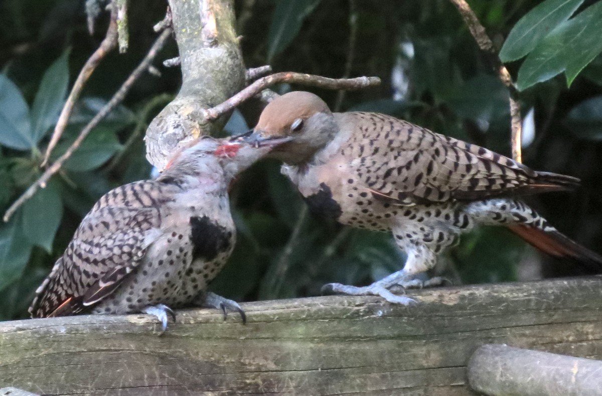 gullspett - ML645699818