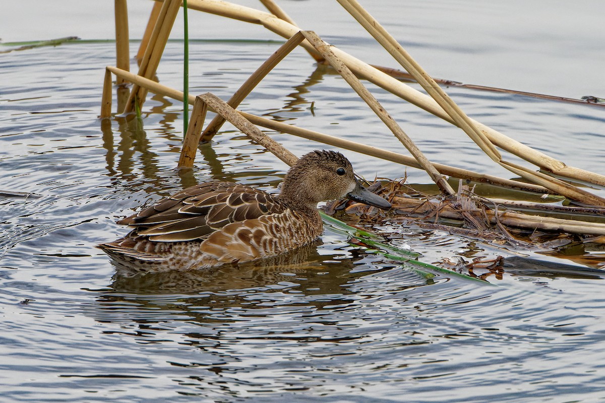 blåvingeand - ML645699819