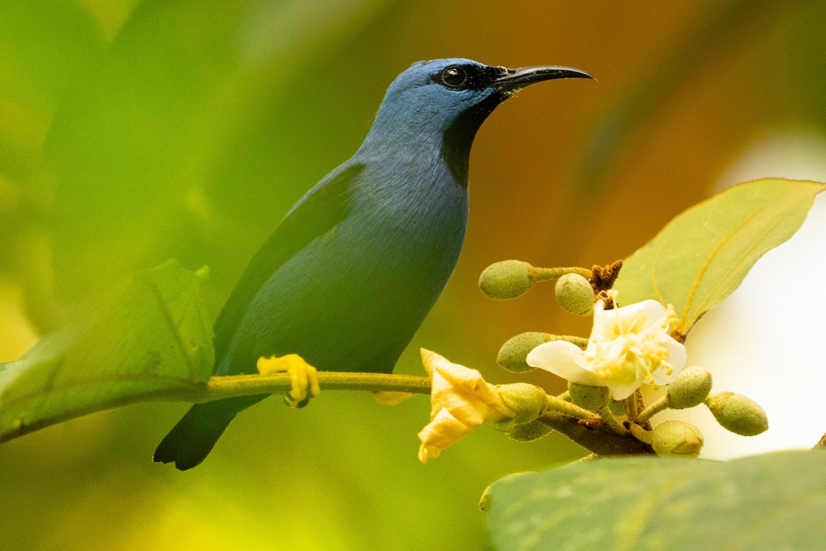 gulbeinhonningkryper - ML645699820