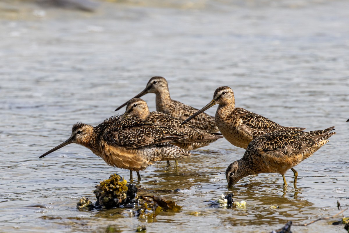 langnebbekkasinsnipe - ML645699822