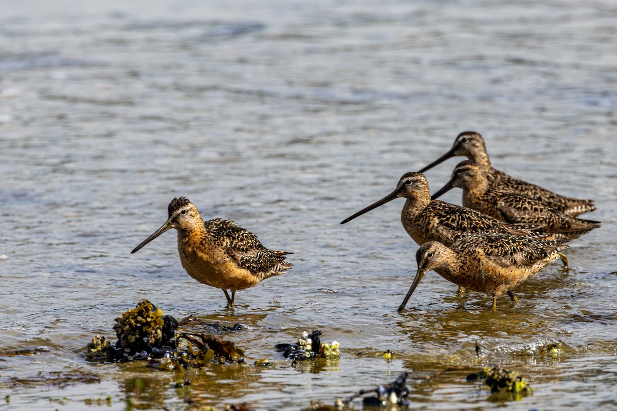 langnebbekkasinsnipe - ML645699823