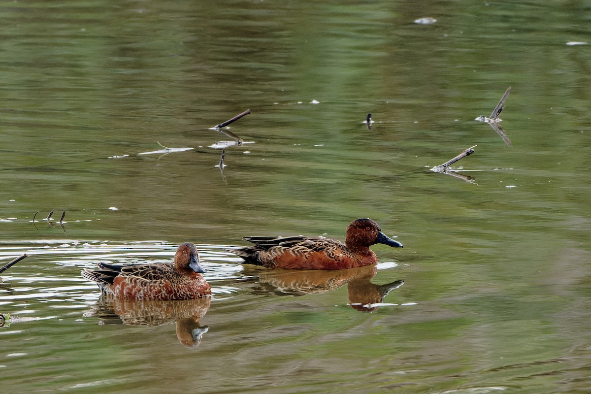 kaneland - ML645699826