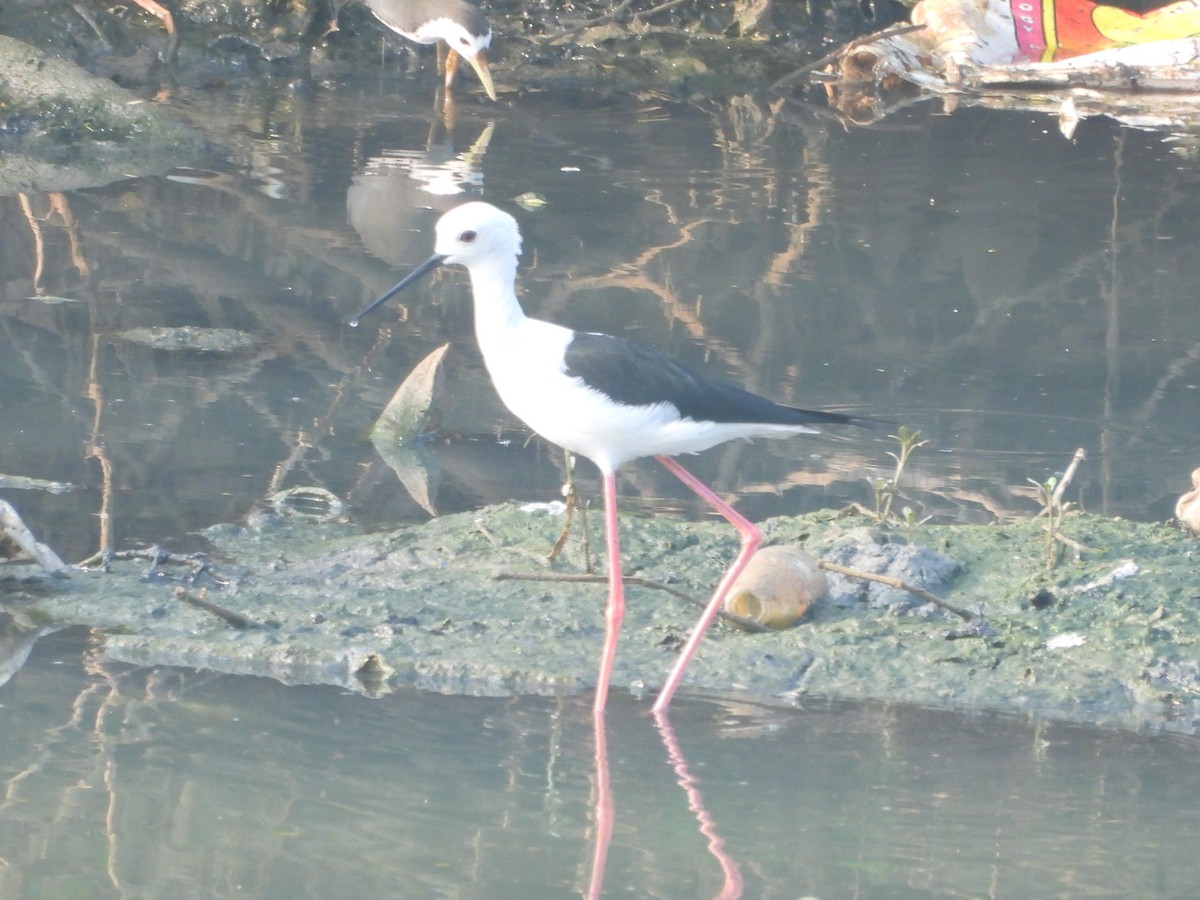 高蹺鴴 - ML645699857