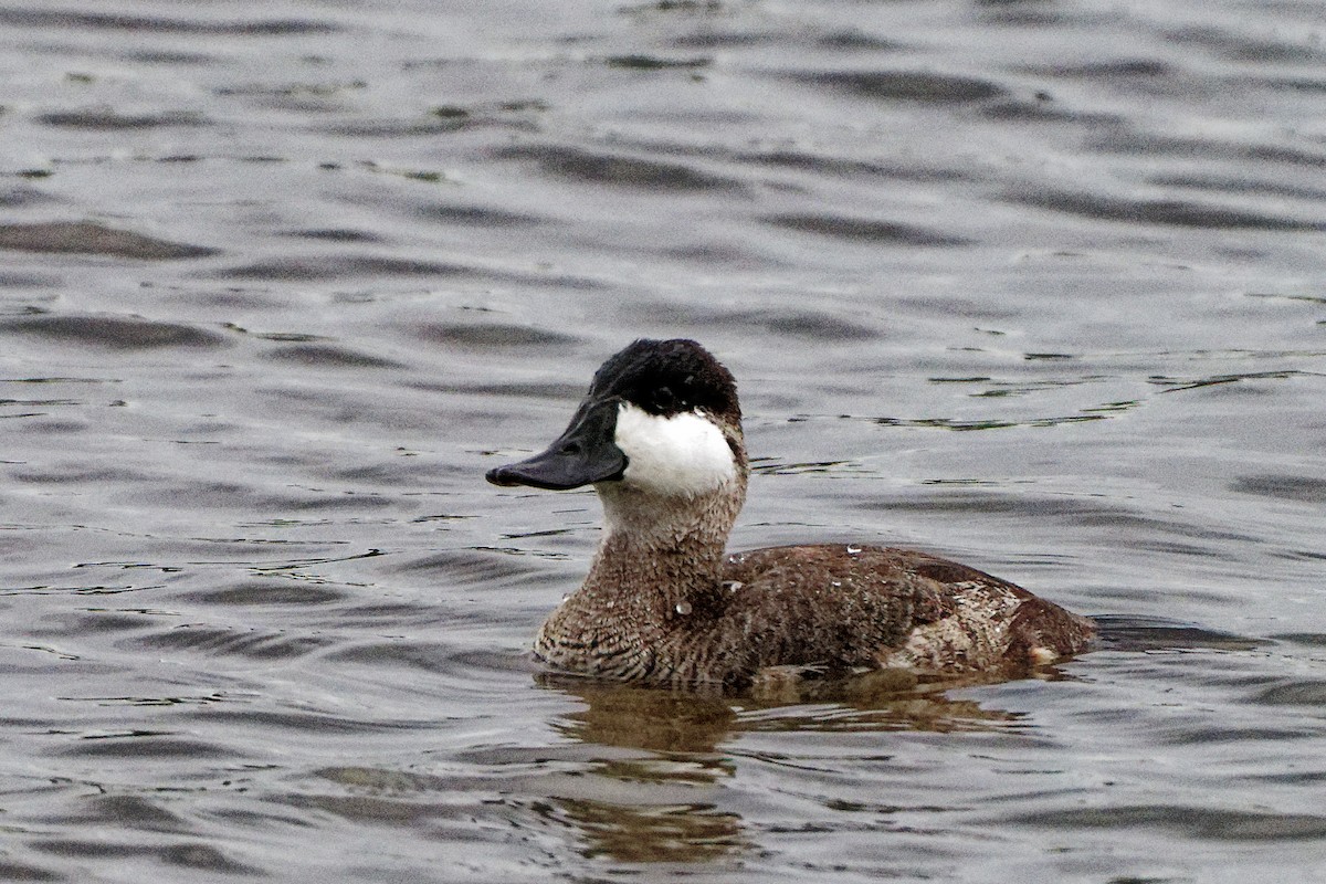 kobberand - ML645699859