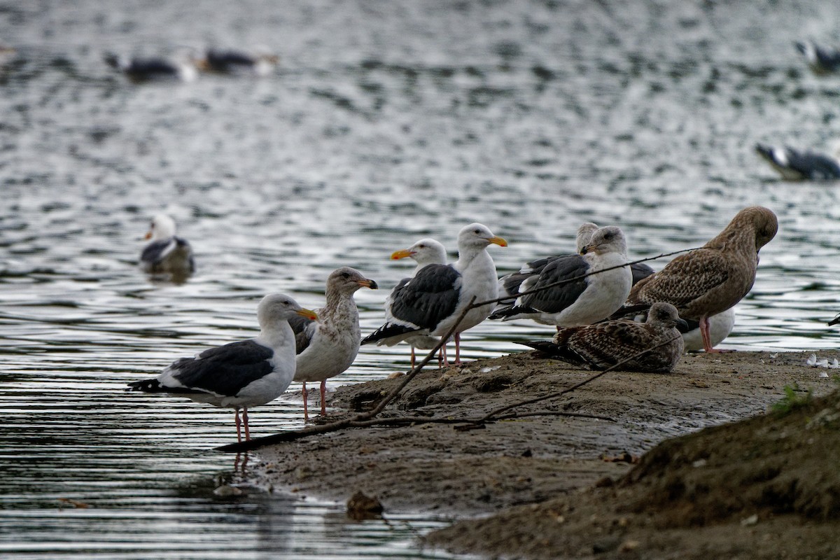 アメリカオオセグロカモメ - ML645699879