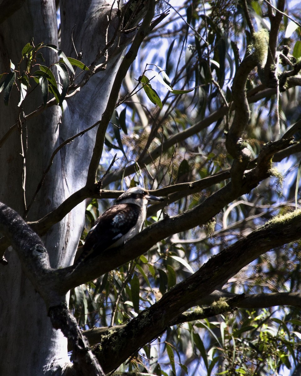 Laughing Kookaburra - ML645699884