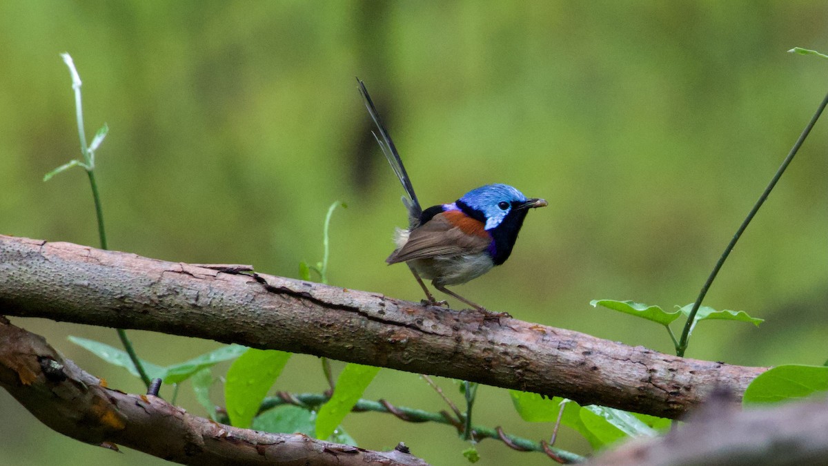 Variegated Fairywren - ML645699889