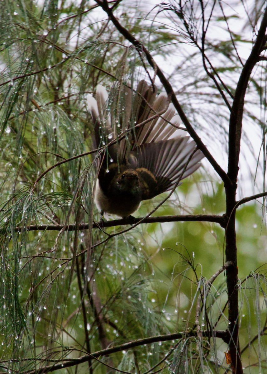Gray Fantail - ML645699890