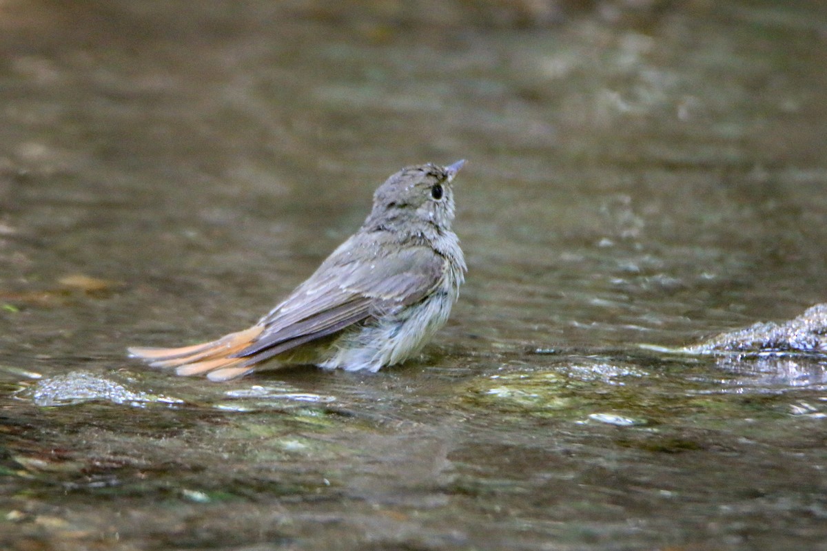 Gobemouche à queue rousse - ML645699903