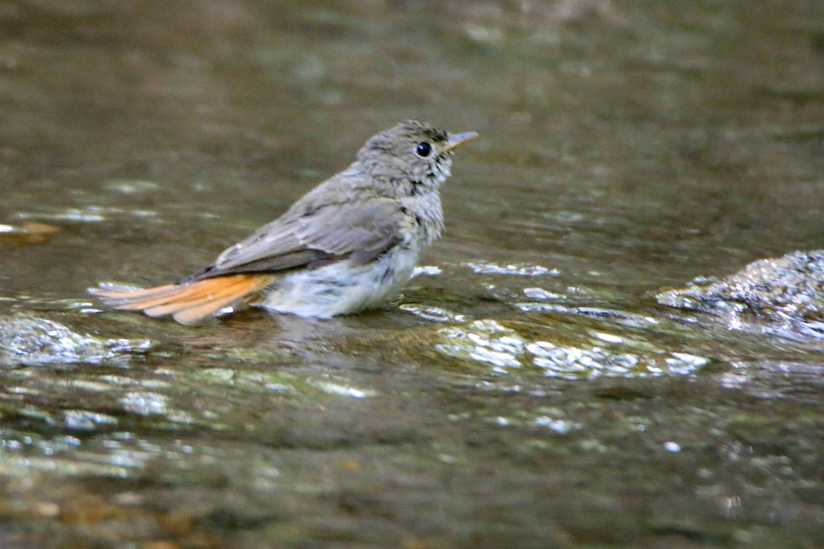 Gobemouche à queue rousse - ML645699904