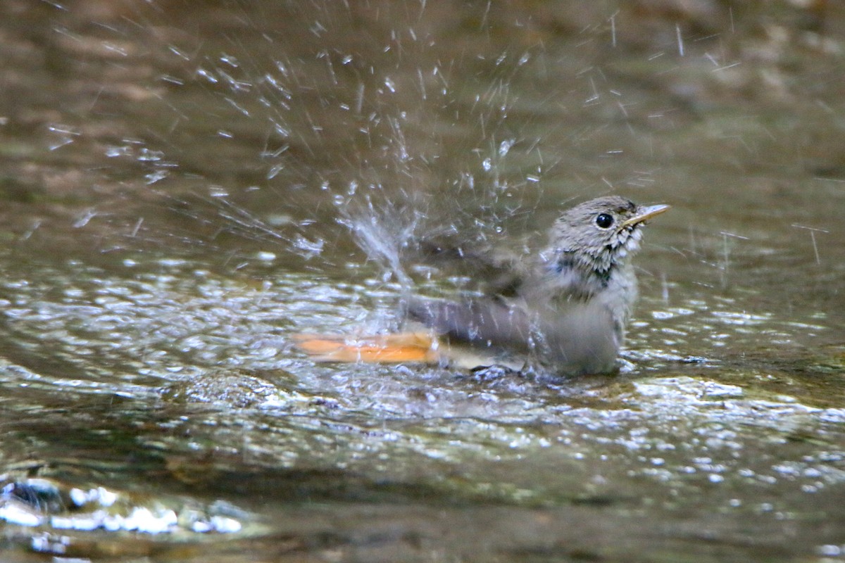 Gobemouche à queue rousse - ML645699905