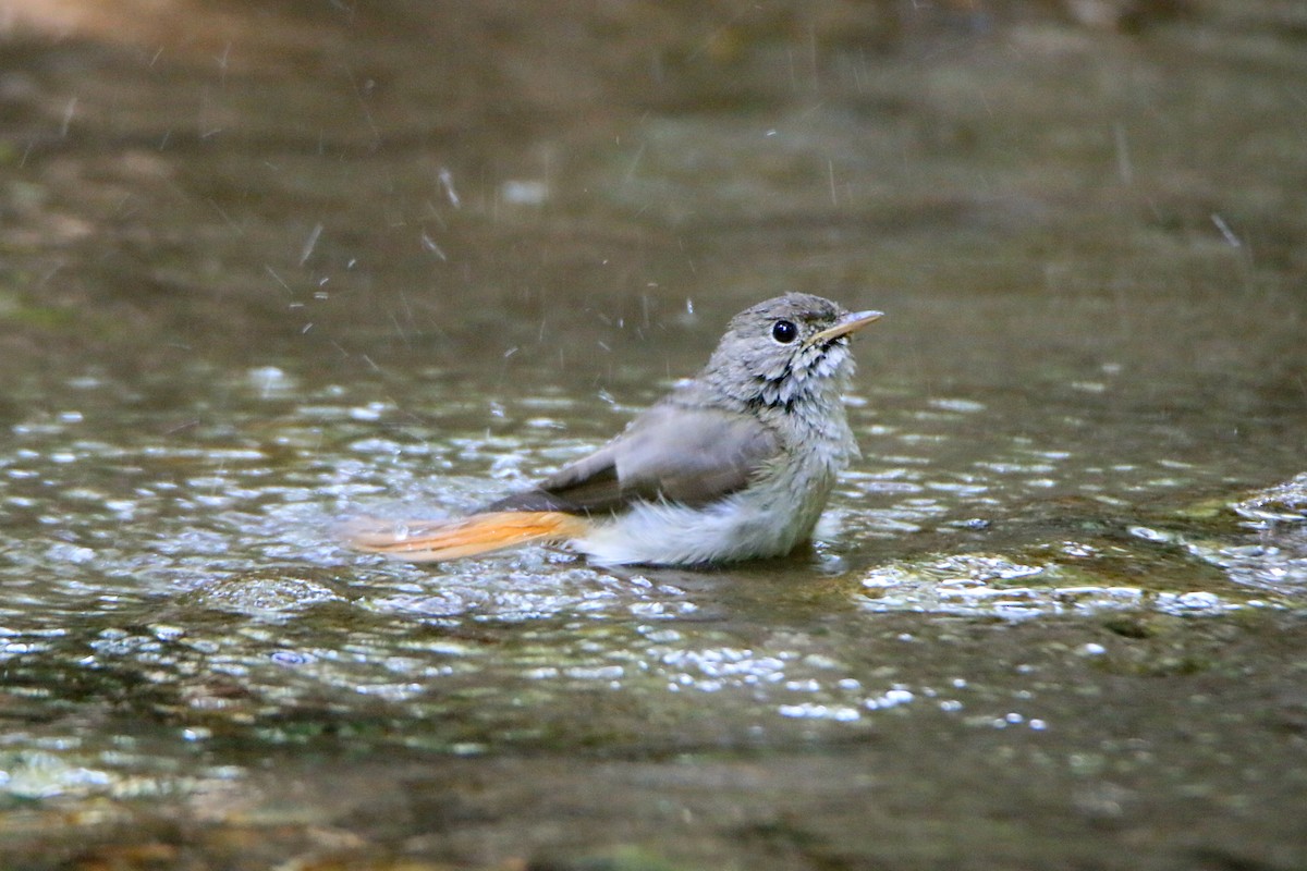 Gobemouche à queue rousse - ML645699906