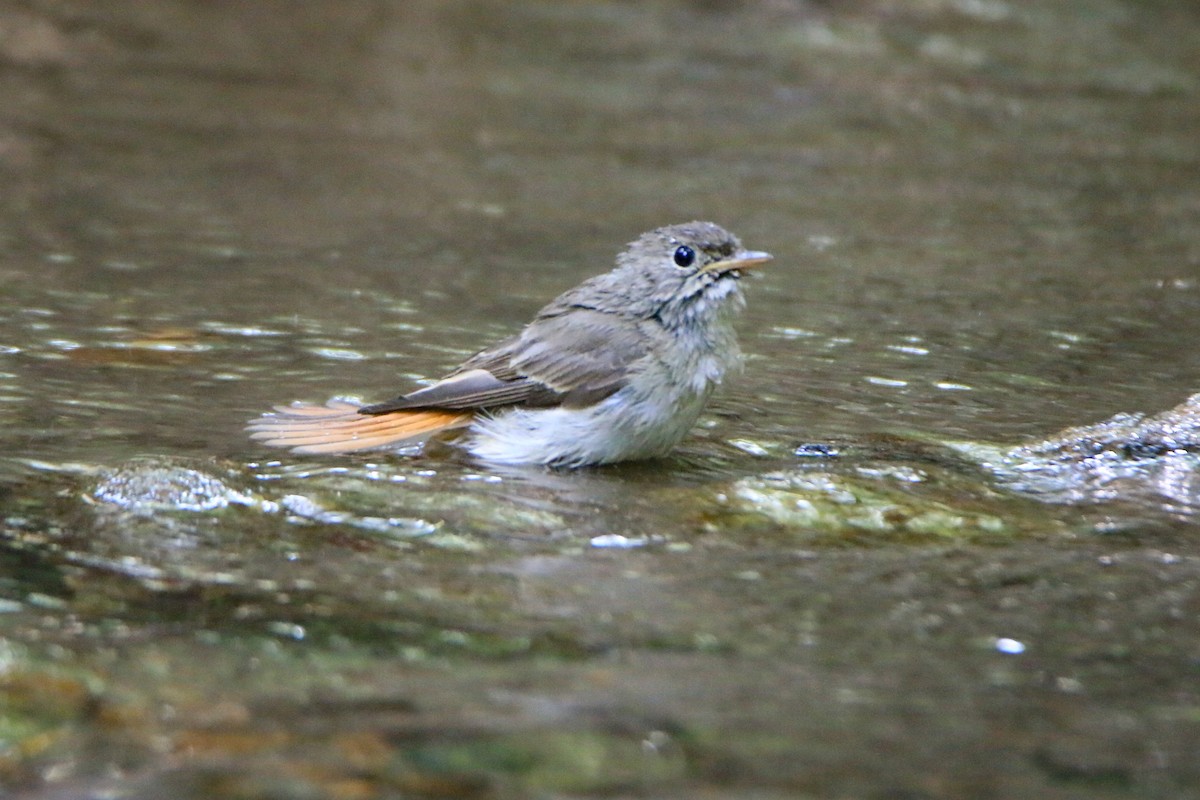 Gobemouche à queue rousse - ML645699907