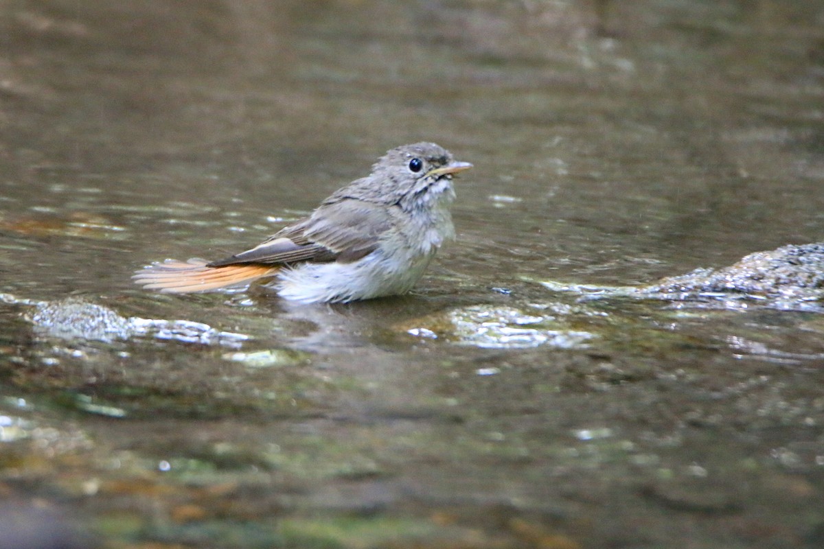 Gobemouche à queue rousse - ML645699908