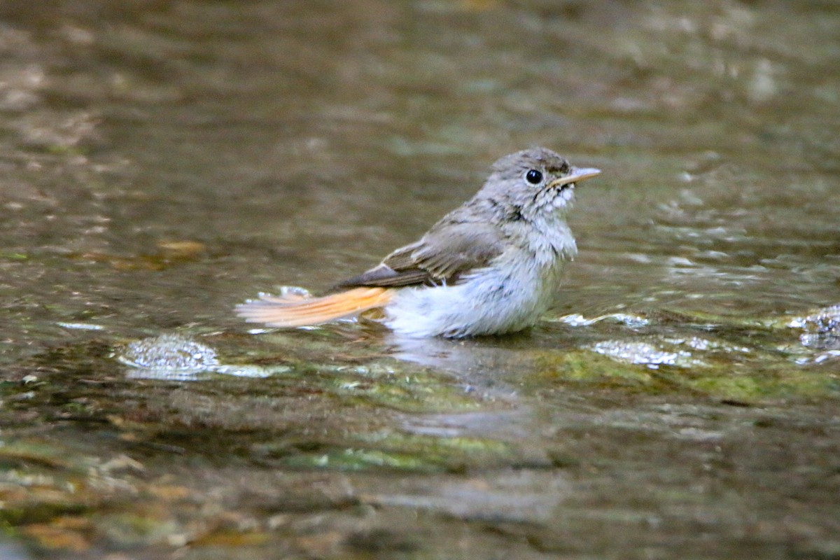 Gobemouche à queue rousse - ML645699909