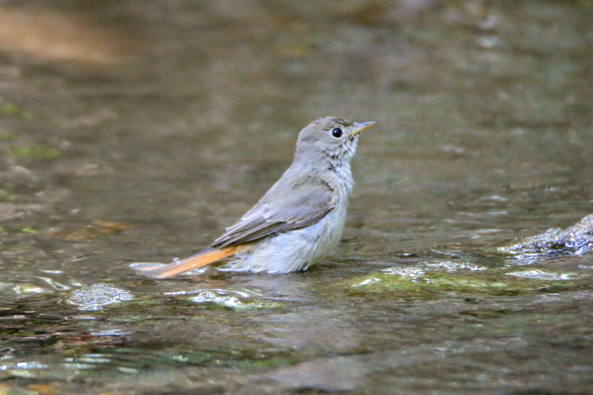 Gobemouche à queue rousse - ML645699910