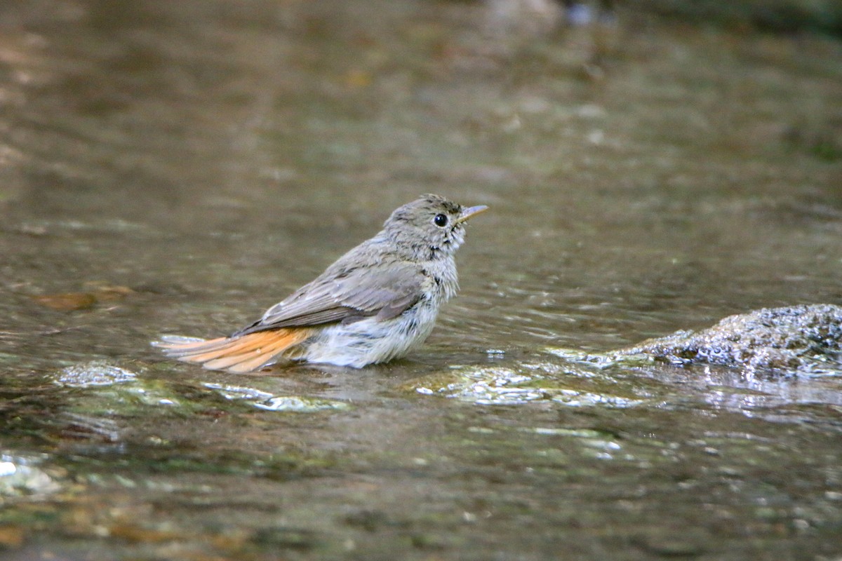 Gobemouche à queue rousse - ML645699911