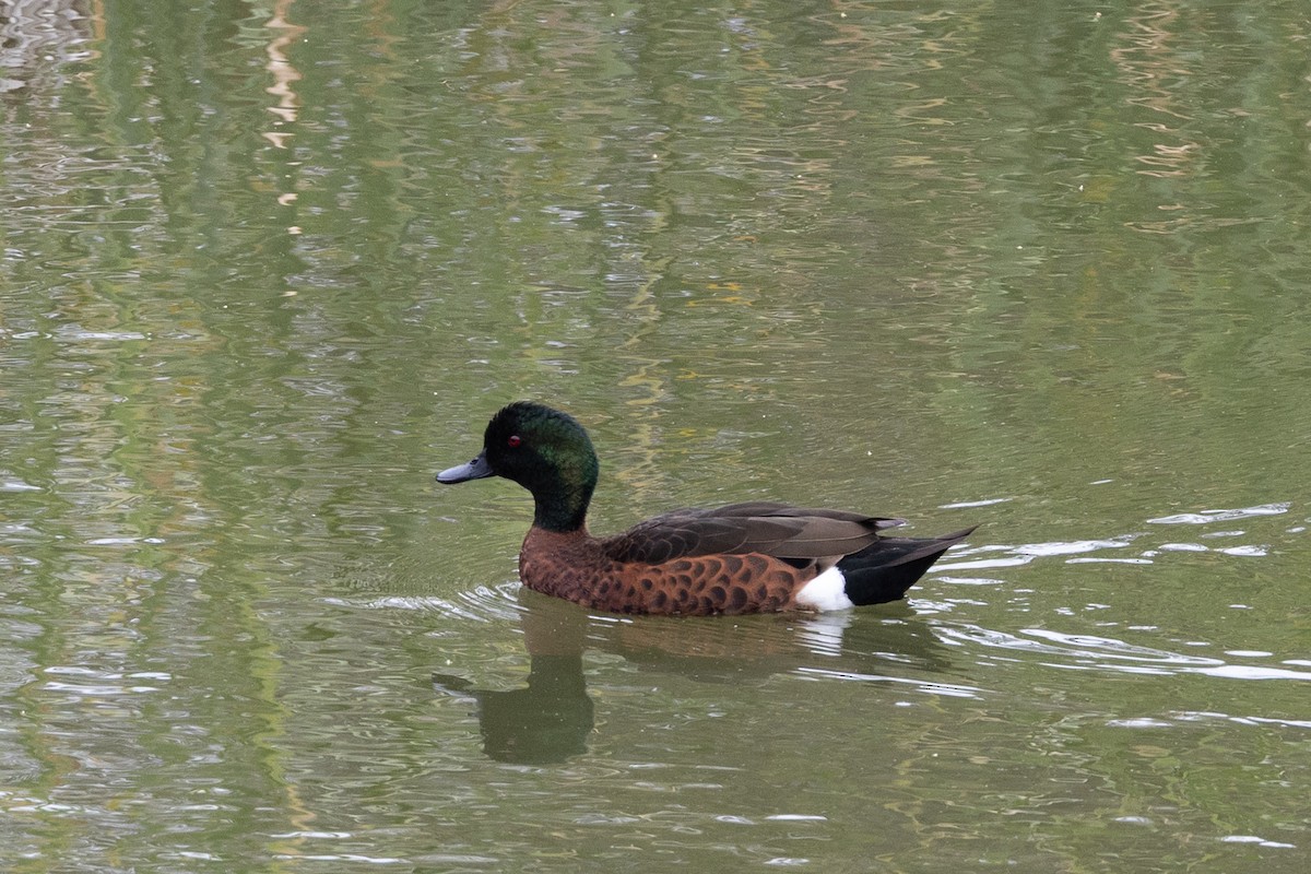 Chestnut Teal - ML645699919