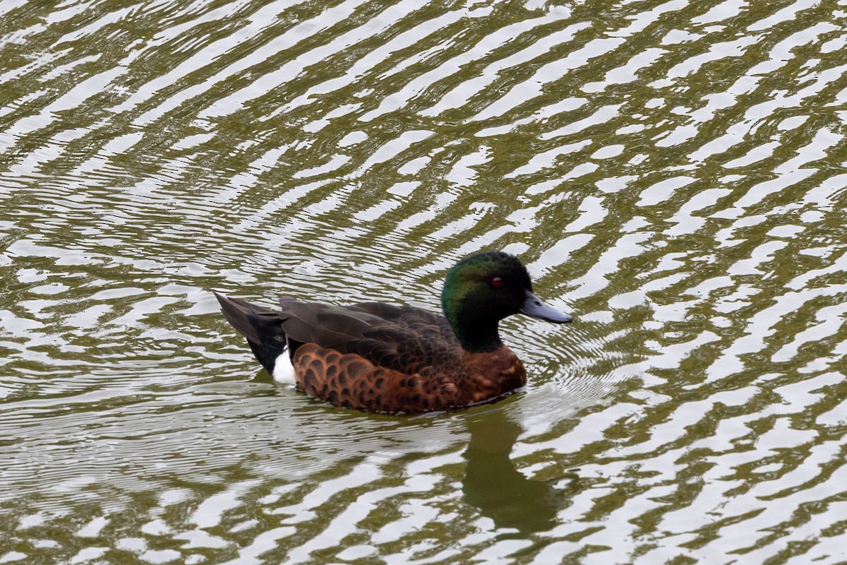 Chestnut Teal - ML645699920