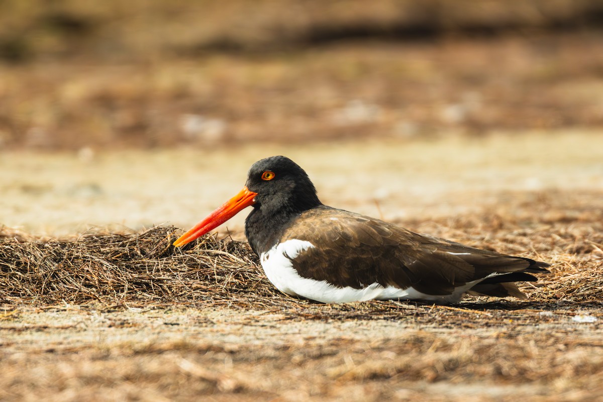 American Oystercatcher - ML645699921