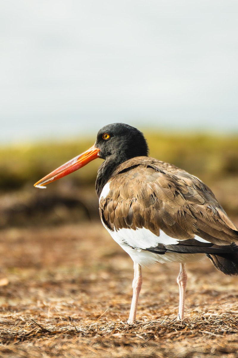 American Oystercatcher - ML645699922