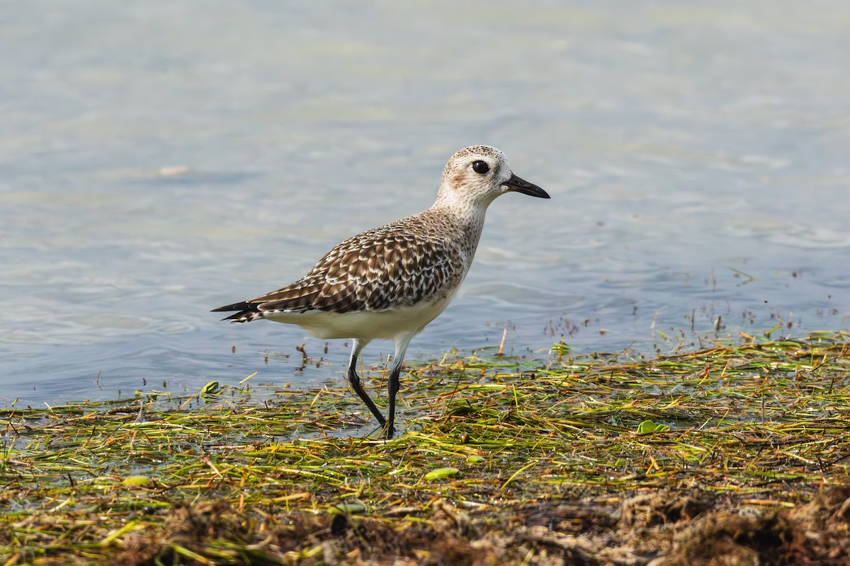 Chorlito Gris - ML645699925