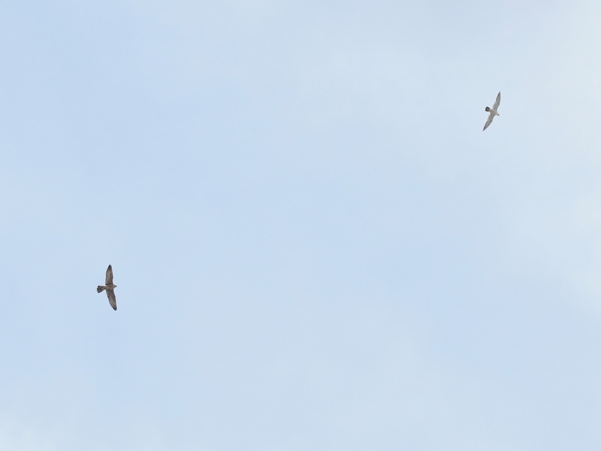 遊隼 - ML645699926