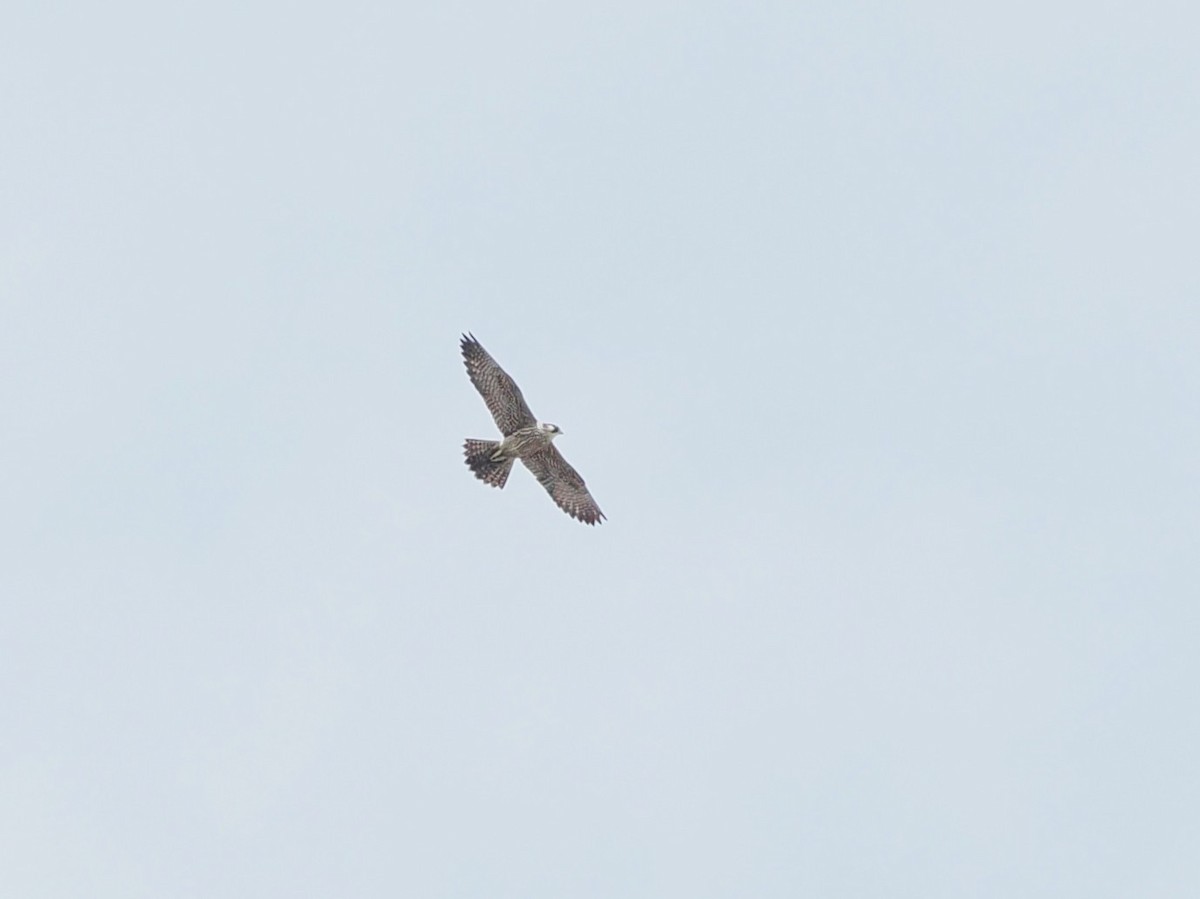 遊隼 - ML645699927