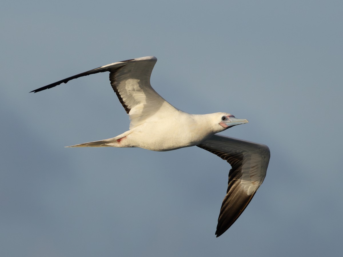 סולה אדומת-רגל - ML645699929