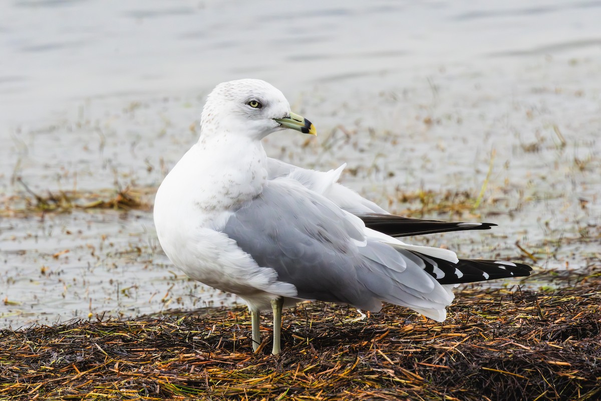 Ring-billed Gull - ML645699930