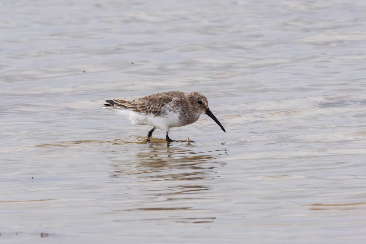 Dunlin - ML645699931