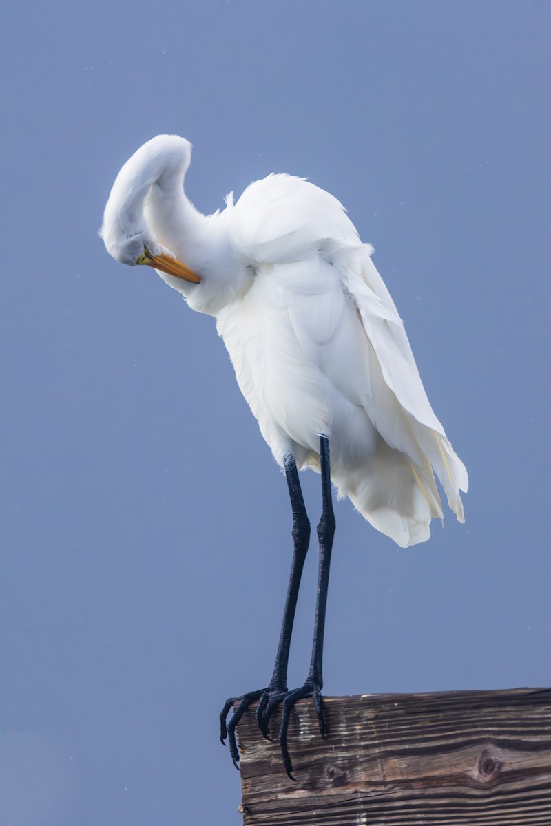 Garceta Grande - ML645699935