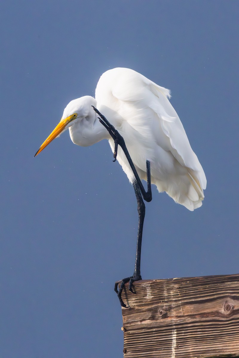 Garceta Grande - ML645699936