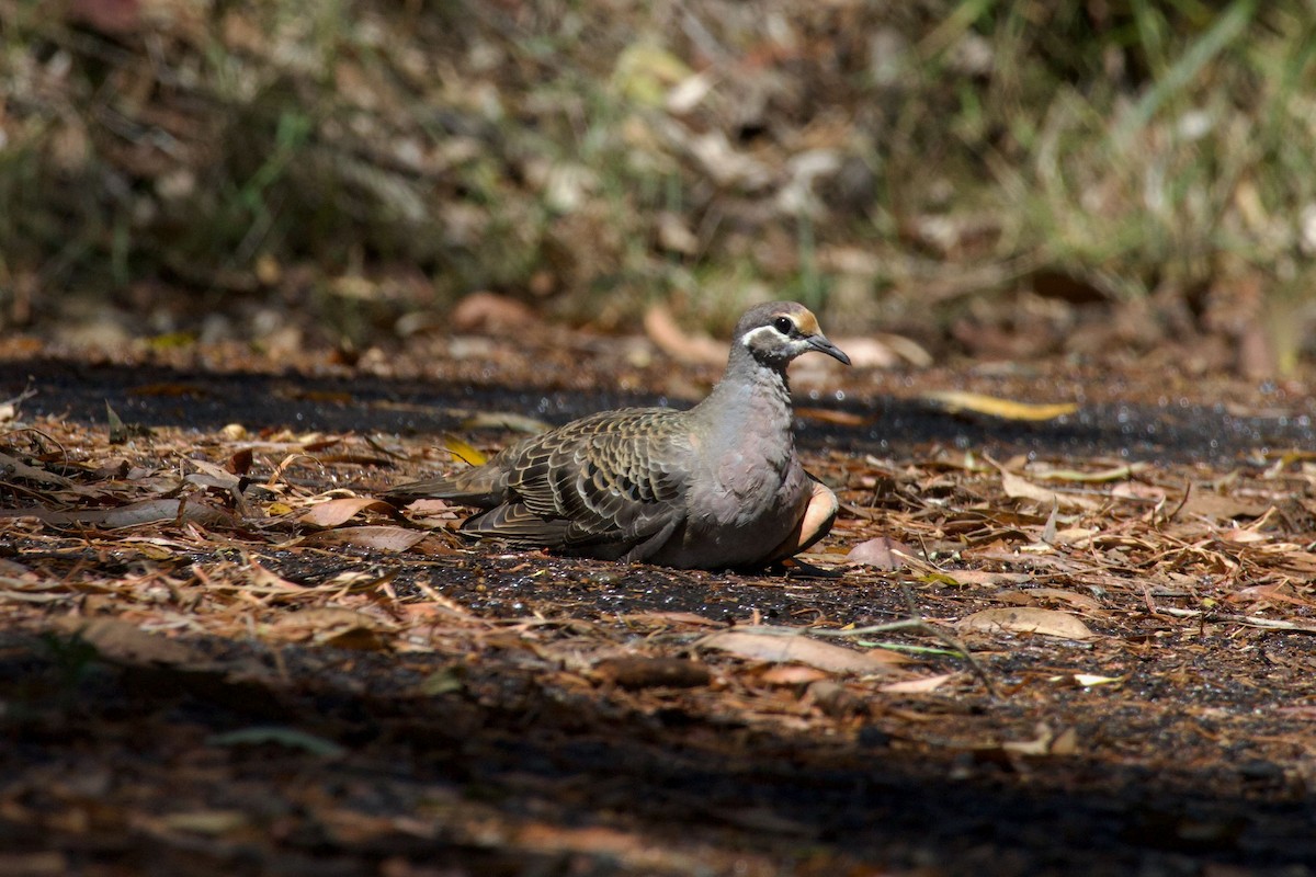 Common Bronzewing - ML645699940