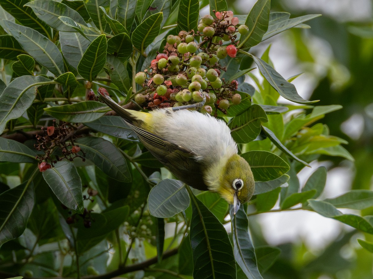 Окулярник японський - ML645699941