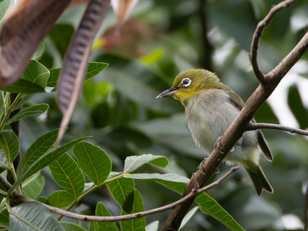 Окулярник японський - ML645699942